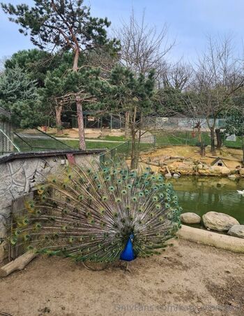 𝐊𝐚𝐭𝐲 𝐃𝐢𝐚𝐦𝐨𝐧𝐝 / katy_diamond nude photo #4