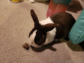 Kawaii Kibou / kawaiikibou / kawaii_kibou nude photo #2