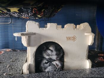 Kawaii Kibou / kawaiikibou / kawaii_kibou nude photo #7