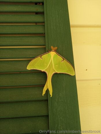 Kimberly Westbroo / kimberlywestbrook nude photo #15