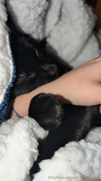 VelvetCosmicEclips / kinkyshybean nude photo #16