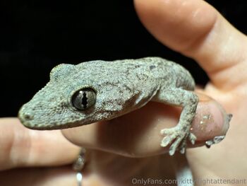 Kitty the Flight Attendan / kittyflightattendant nude photo #16