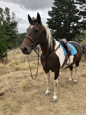 HooYah / kiwifree nude photo #22