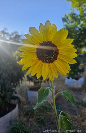 KymberQuin / kymberquinn nude photo #16