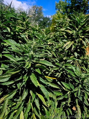 KymberQuin / kymberquinn nude photo #17