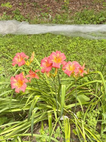 leepicawesomeswagbucks