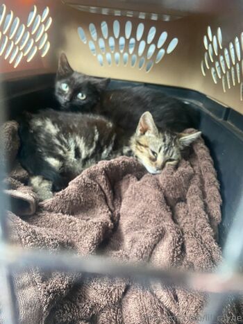 Naughty Redhead / lil_rayne nude photo #38