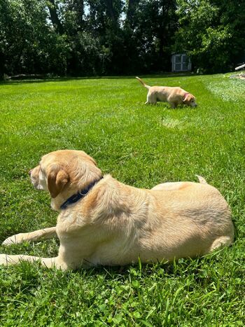 Lilrosiedol / lilrosiedoll nude photo #4