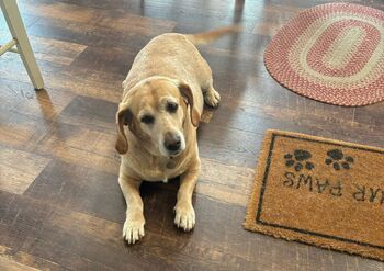 Lilrosiedol / lilrosiedoll nude photo #16