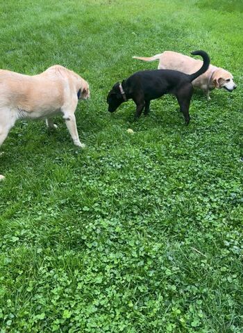 Lilrosiedol / lilrosiedoll nude photo #18