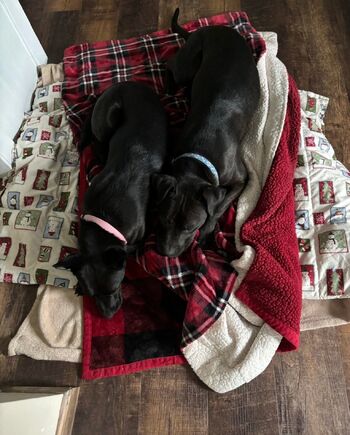 Lilrosiedol / lilrosiedoll nude photo #33