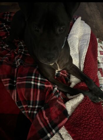 Lilrosiedol / lilrosiedoll nude photo #34