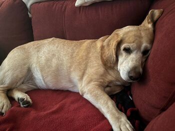 Lilrosiedol / lilrosiedoll nude photo #38