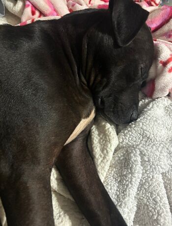 Lilrosiedol / lilrosiedoll nude photo #39