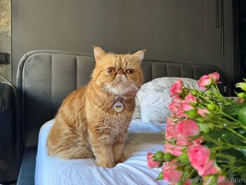 Lilu Mille / lilu666m nude photo #20