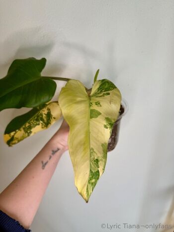 Lyric Tiana Top Creator / lyrictiana nude photo #8