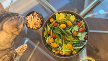 meow_meow_hurr / meow_meow_hurry nude photo #15