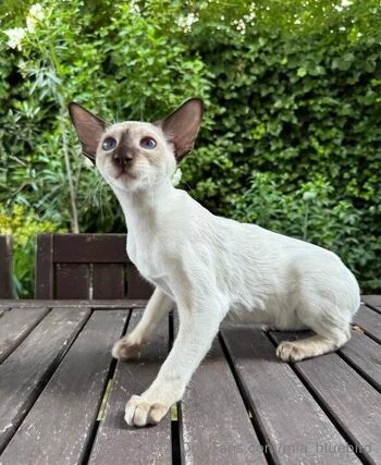 Mia Bluebird / mia_bluebird nude photo #29