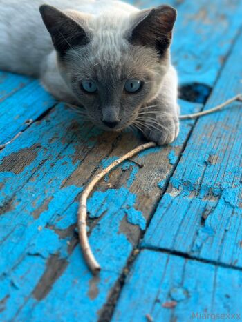 MiaRos / miarosexxx / miarose5151 nude photo #30