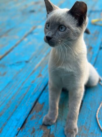 MiaRos / miarosexxx / miarose5151 nude photo #31