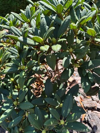 Mini Kriss / minikrisss nude photo #25