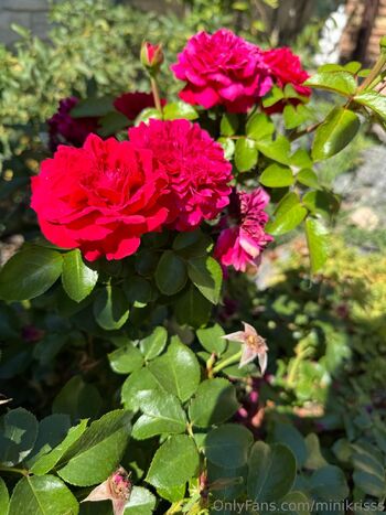 Mini Kriss / minikrisss nude photo #28