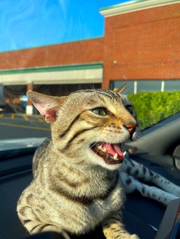 Big Mama aka 𝕸𝖎𝖘𝖘 𝕮𝖔𝖈𝖔 / phattgirlcoco nude photo #25