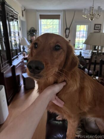 Rosealin / porcelaingoirl nude photo #31