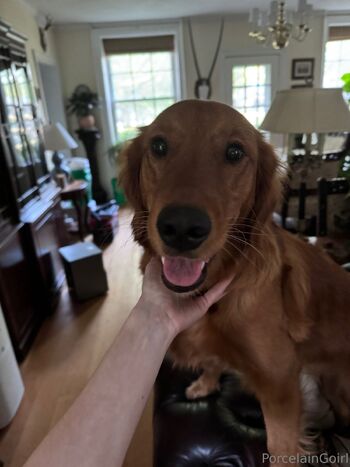 Rosealin / porcelaingoirl nude photo #48