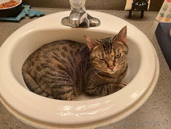 R a k i / radiantkitsune nude photo #10