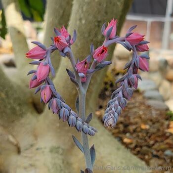 RaineWyr / rainewyrm nude photo #1