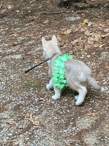 Sweet Sassy Mis / rckyshow nude photo #27