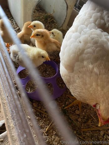 lyrichelianthu / snowtrinii nude photo #39