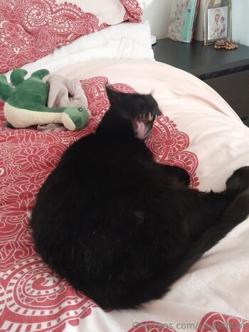 Spider.Dijo / spiderdijon nude photo #2