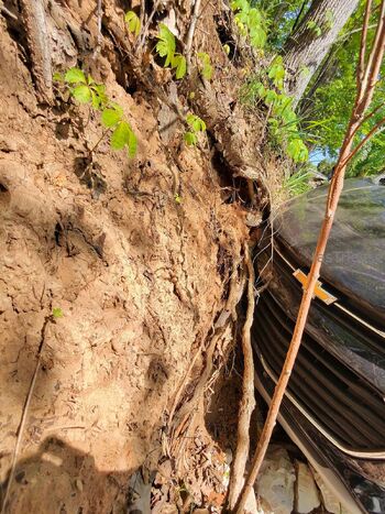 TasTiTeas / tastitease nude photo #33