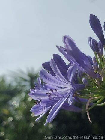 The Real Ninja Girl / the.real.ninja.girl nude photo #14