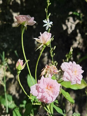 The Real Ninja Girl / the.real.ninja.girl nude photo #21