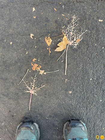 The Feral Philosophe / theferalphilosopher / aferalphilosopher nude photo #1