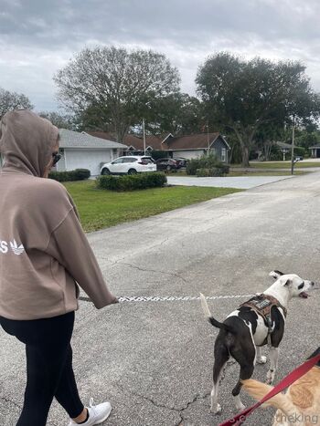 T / tjtheking nude photo #8