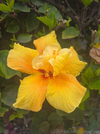 Princess Urimare Liberta / uniquelyuri / princessuri27 nude photo #5