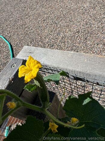 Vanessa Veracru / vanessa_veracruz nude photo #39