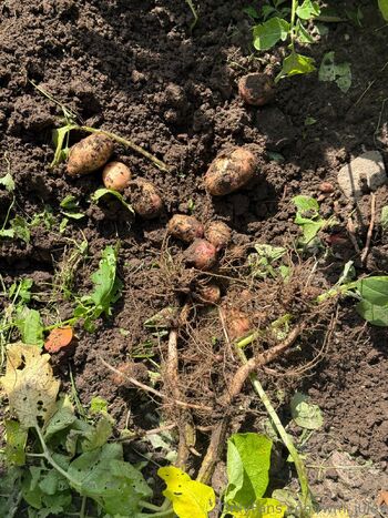 Jules Bond T / wm_jules nude photo #13