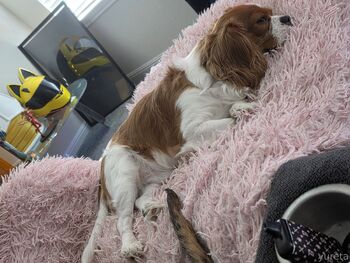 Yureta () (FREE / yureta2 nude photo #13