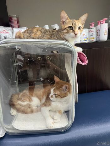 Zinie / zinieq / zinieqcute nude photo #11