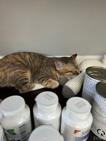 Zinie / zinieq / zinieqcute nude photo #12