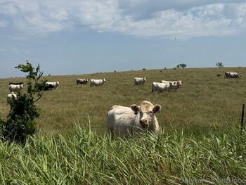 alyssa / zipos nude photo #2