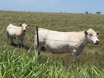 alyssa / zipos nude photo #5